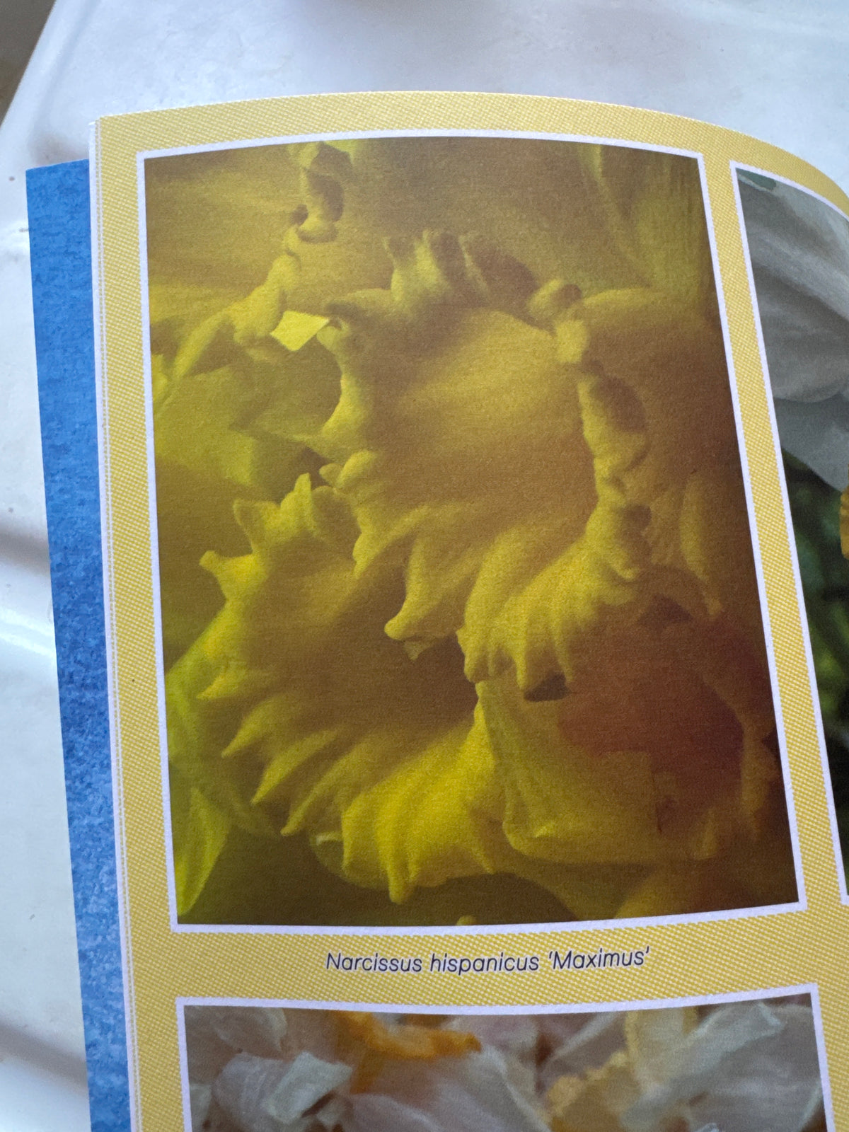 PLEASANT PLACE 7: DAFFODILS