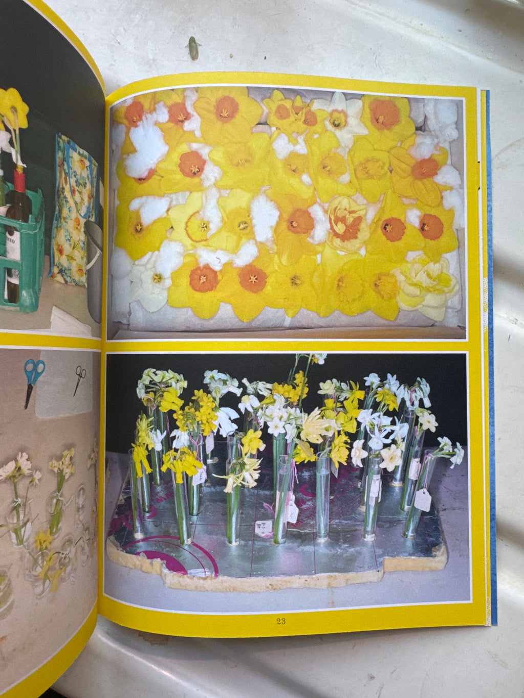 PLEASANT PLACE 7: DAFFODILS