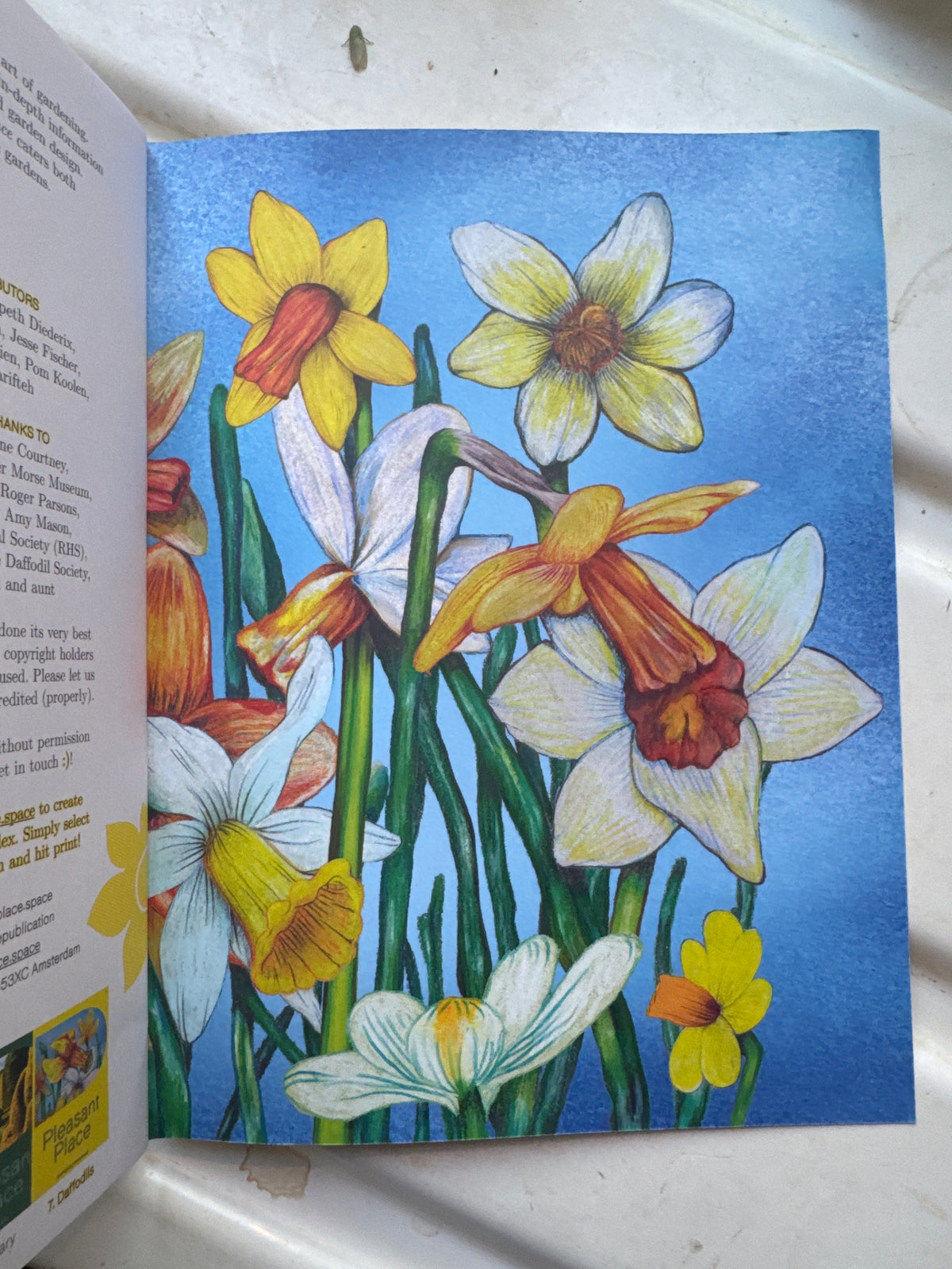PLEASANT PLACE 7: DAFFODILS