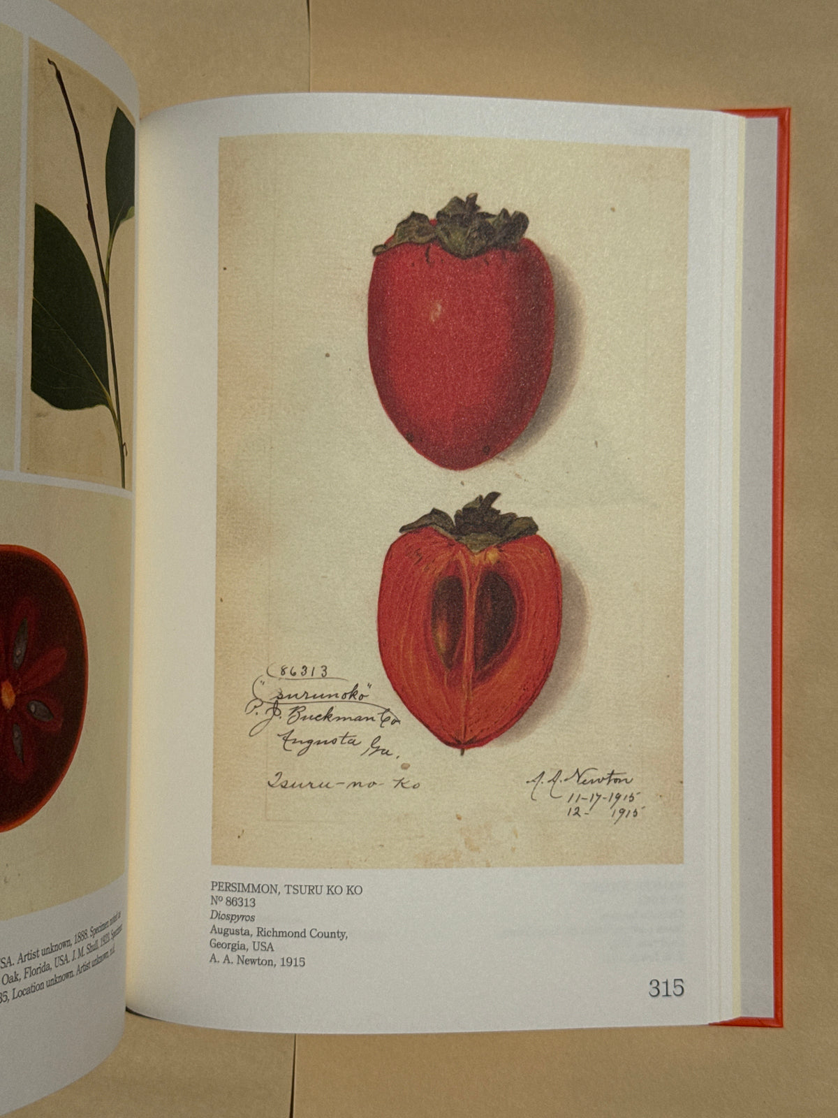 ILLUSTRATED CATALOG OF AMERICAN FRUITS & NUTS: The U.S. Department of Agriculture Pomological Watercolor Collection