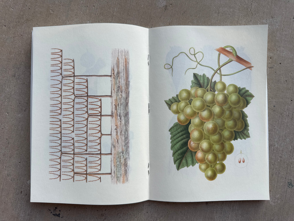 NOTEBOOK: VEGETABLE GARDEN & FRUIT