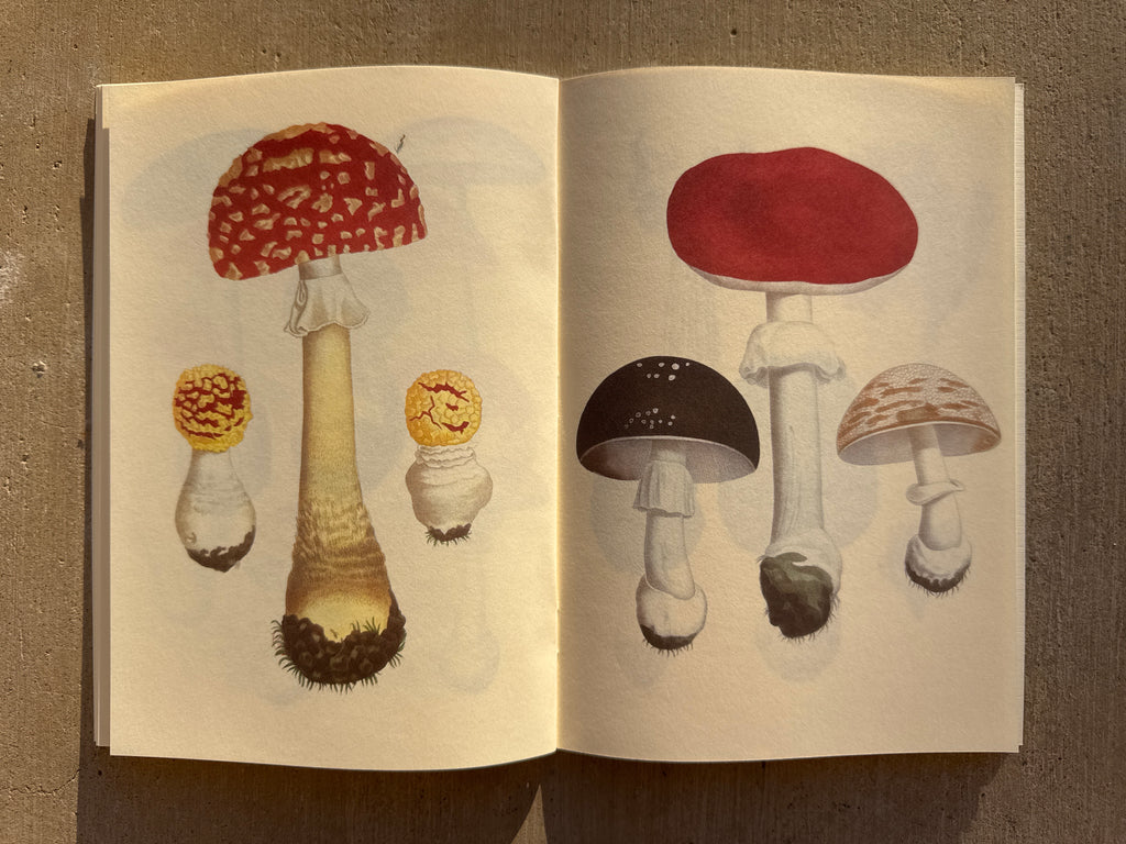 NOTEBOOK: EDIBLE AND POISONOUS MUSHROOMS