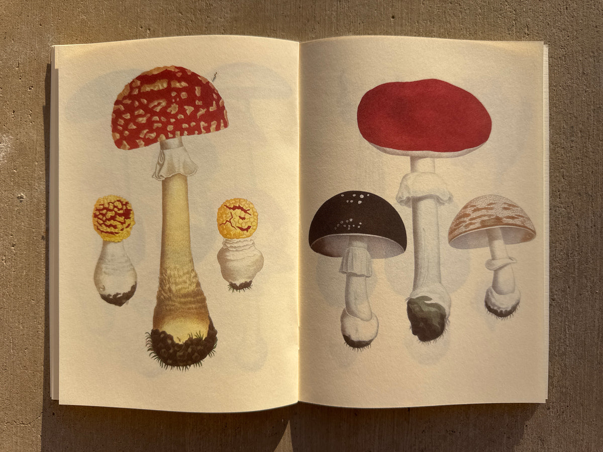 NOTEBOOK: EDIBLE AND POISONOUS MUSHROOMS