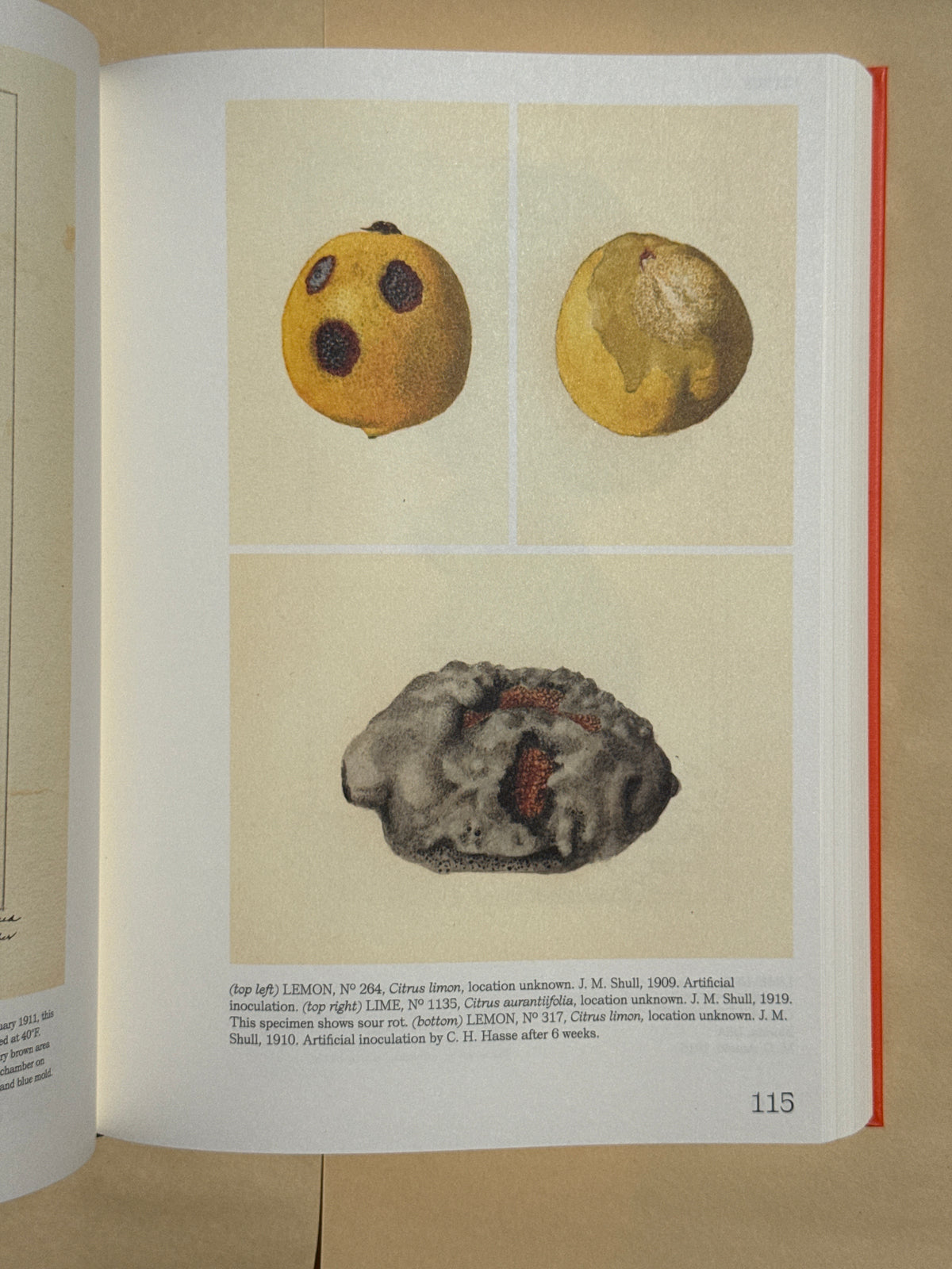 ILLUSTRATED CATALOG OF AMERICAN FRUITS & NUTS: The U.S. Department of Agriculture Pomological Watercolor Collection