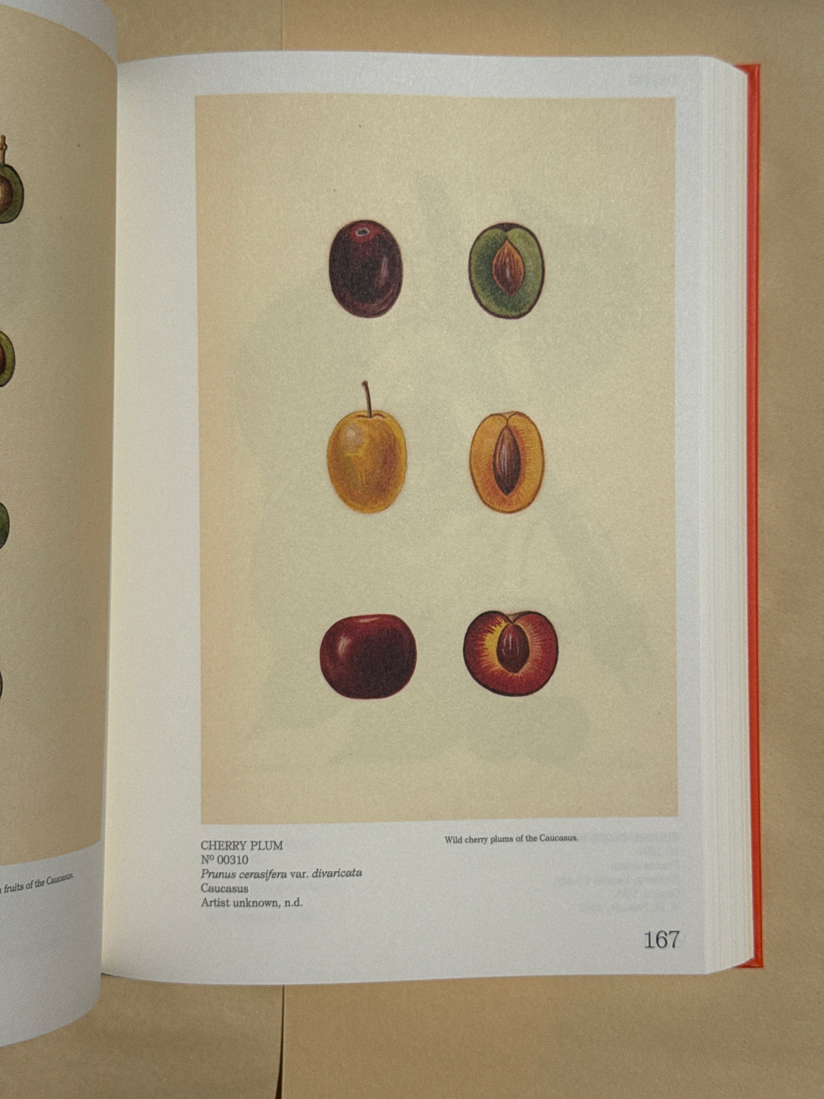 ILLUSTRATED CATALOG OF AMERICAN FRUITS & NUTS: The U.S. Department of Agriculture Pomological Watercolor Collection