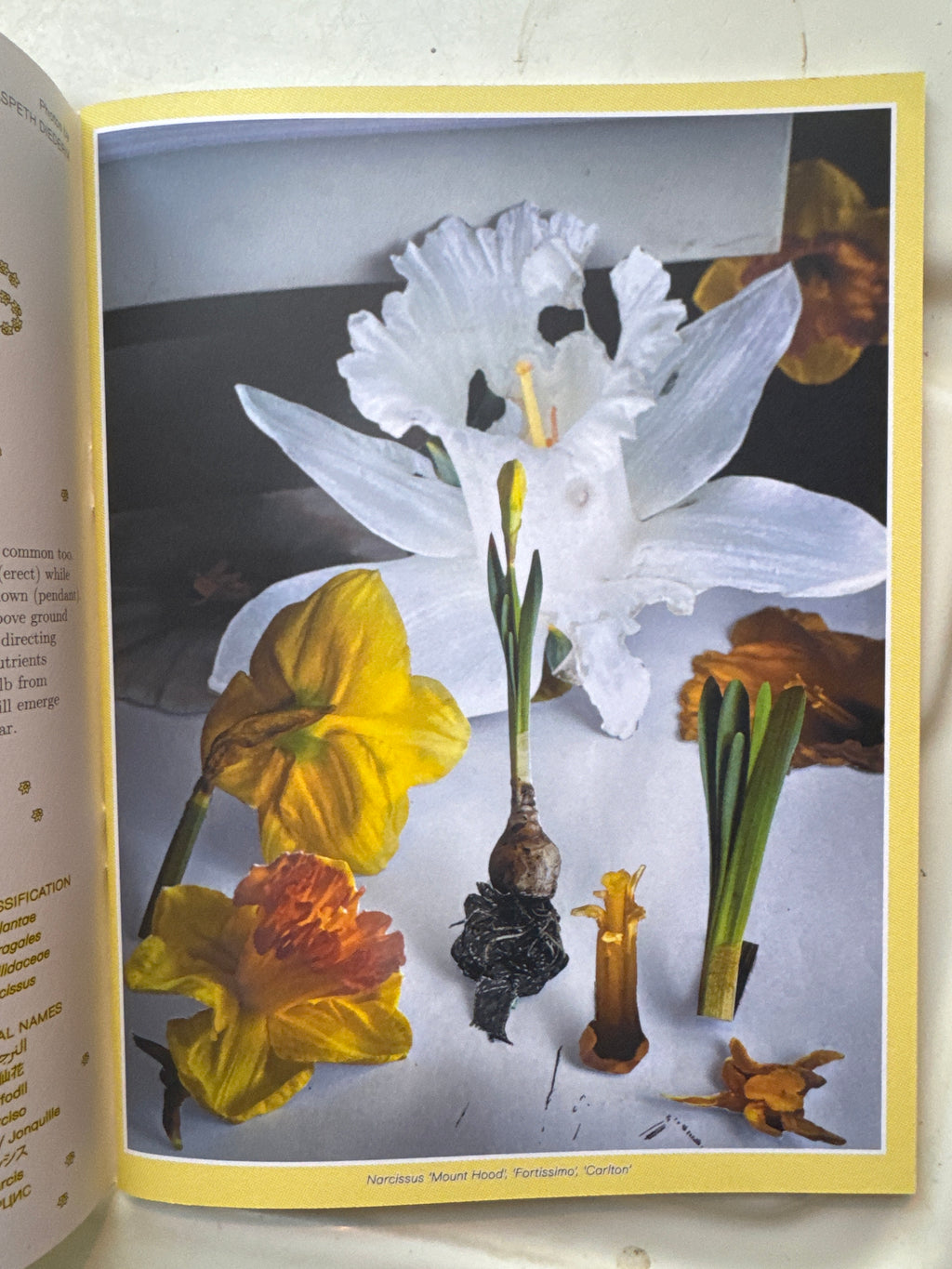 PLEASANT PLACE 7: DAFFODILS