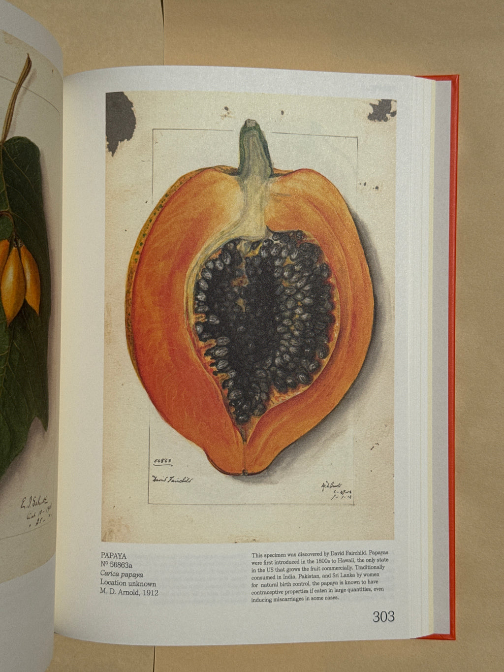 ILLUSTRATED CATALOG OF AMERICAN FRUITS & NUTS: The U.S. Department of Agriculture Pomological Watercolor Collection